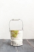 Fruit Tree Bucket (Small/Large - in 4 fantastic fruits!) - 