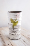 Root to Rise Round Vase (in 4 rising colors!) 
